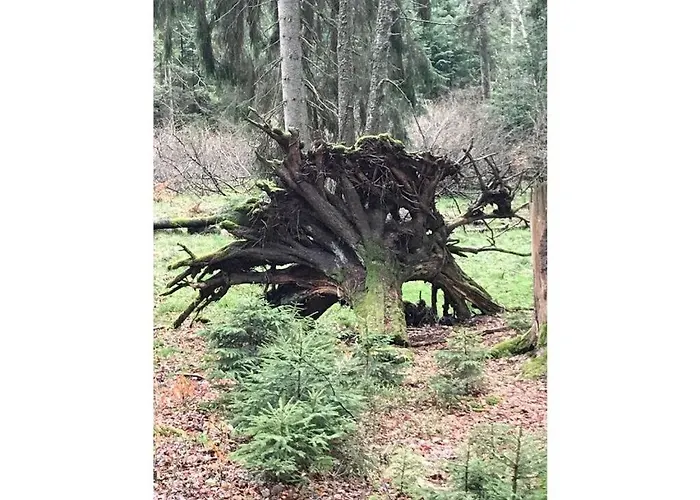 Summit Nest Браунлаге